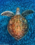 2012 Wildlife Photographer of the Year (finalist): Jordi Chias (Spain) - Pixdaus(이미지 포함) | 바다거북, 거북이, 동물