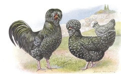 Chickensss에 있는 ThAtHoE님의 핀