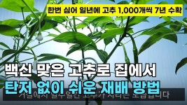 키우기에 있는 심대일님의 핀 - 2021 | 정원 가꾸기, 식물 가꾸기, 원예