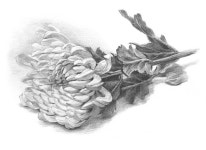 국화꽃 정물시범소묘(미도움) | 꽃 연필 그림, 그림, 드로잉