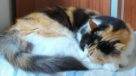 Pin by 재연 신 on CAT in 2022 | Animals, Cats, Kitty