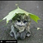 #Repost @catsmiawmiaw (@get_repost)  Ohhh  Follow @catsmiawmiaw  We post daily pictures of cats !  #cats #kittens #chats #gatos #cats... 