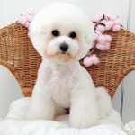 #트리밍매직 #비숑미용 #비숑스포팅 #가위컷 #광교애견미용 #광교애견스파 #오픈형미용실 #오픈애견미용실 #광교호수공원... 