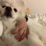 카톡하고 있는데 자꾸 만져달라고 방해한다 #오늘의두부 ... | Puppy training