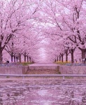 「길  골목 계단  추억」おしゃれまとめの人気アイデア｜Pinterest｜이원재 | 庭作りのアイデア, 美しい風景, 美しい風景写真