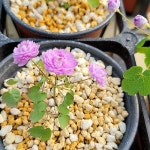 더블핑크 0077 - 야생화(Wild Flower) - 2023 | 야생화, 식물, 제라늄