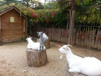 서울 어린이대공원, Seoul Childrens Grand #Park, 216 Neungdong-ro, Neung-dong, Gwangjin-gu, Seoul, South Korea | 여행, 동물원