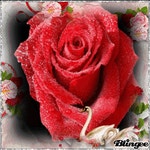 ROSAS PARA TI♥(이미지 포함) | 장미