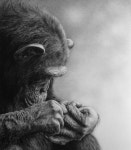 Fascination chimp pencil drawing by Julie Rhodes (prints available at www.julierhodes.com) | 동물 그림, 동물, 연필화