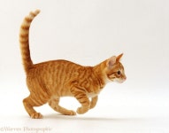 Image result for cat running | 고양이