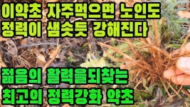 엉겅퀴(대계)  :  청춘처럼 팔팔한 정력과  활력을 찾아주는 스태미너증진 약초 | 약초, 건강 운동, 건강