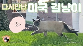 다시 만난 미국 길고양이 [미국 엘에이 다운타운 빌딩숲 길고양이들] 2탄 in 2020... 