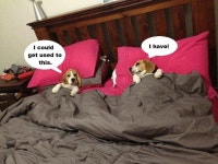 Oh beagles.... :) | 비글
