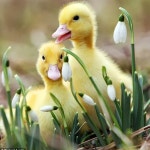 photo.jpg (900×900) | 아기 동물, 아기 오리, 귀여운 아기 동물