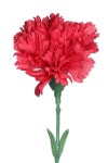 Single Stem Flowers | 색연필