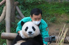 Panda에 있는 Nguyễn Lam님의 핀 - 2023 | 판다