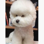 엄마 빗질좀 빨리해주세요😴 . 울구찌...목욕하고 빗질하고 힘들지.... 엄마도 니 목욕시키고 빗질해주고 뒷정리에 힘들단다... 