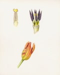 Flowers Gallery — Botanical Artist & Illustrator, Learn to draw Art Books, Art Supplies, Workshops | 색연필