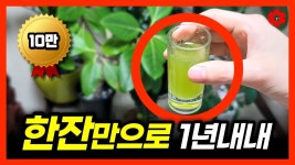 뿌렸더니 식물이 너무 커져서 힘들어요 겨울철 식물관리에 무조건... 싱싱하게 식물보는 방법ㅣ어떤 식물도 이거 한잔이면 해결됩니다... 