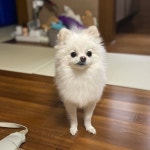 설아 산책 가까? in 2020 | Animals, Americas got talent, Donate