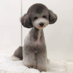 귀염뽀짝~  두번째사진은 곤충 그레이 모드🐞 . . . . .  트리밍매직  푸들미용  테디베어컷  푸들가위컷  … | Instagram posts, Instagram, Teddy