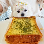 #투움바파스타  사연잇는 파스타 #몽펍피 . . . 로라 #정오로라#반려견 #멍멍이 #펫스타그램#독스타그램#멍스타그램#일상#강아지#대구#애견카페... 