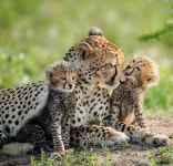 Mother cheetah and her cute cubs sharing the love. | 치타