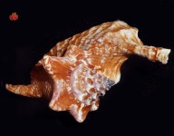 138,5 mm w/op F3GEM. Tan brown, huge, supernice quality. Guadaloupe, 2017. | eBay! | 자연