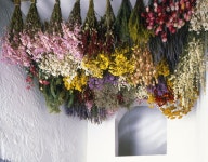 Imported from image metadata: Fresh Tips for Harvesting Drying and Storing Flowers Fresh Tips for Harvesting Drying and Storing...