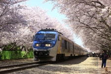 [경남 창원] 경화역..그리고 벚꽃 /  [Chanwon Gyeongsangnam-do, Korea] Gyeonghwa Station..and Cherry Blossoms     ※ [사진제공_한국관광... 