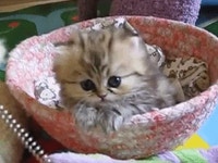 Only Cat .GIFs | 고양이