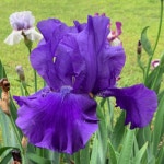 Evening Tidings iris | 아이리스