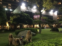 해운대도그워커  도그워커  dogwalking   dogwalkerlife  dogwalkersofinstagram   packwalk   doggiedaycare   dogwalks   do... 