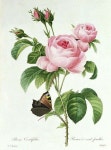 Pin by 임선희 on 꽃그림 | Flower art, Art prints, Botanical prints