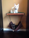 #catfurniture | 새끼 고양이, 고양이 집, 고양이 놀이터