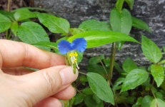 흔하지 않은 두 장의 꽃 잎을 가진 파란빛의 작은 꽃 | 꽃이 닭 볏을 닮았다고 닭의장풀이라 불린다는 얘기도 있고 닭장 주변에서 많이 자라는... 