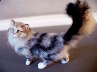 양모펠트에 있는 핀