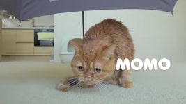 Wet Momo❤ 비왔으면 좋겠다네 to모모