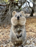 Quokka | 아기 동물, 웃긴 동물, 쿼카