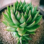 💜 보라다육🌵🌵 031.632.8305  경기 이천시 마장면 프리미엄아울렛로 8 월-토 09:30-19:00, 주일은 off succulent/cactus... 