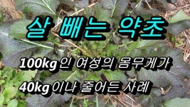 혁이네야생화약초농원 | 야생 갓 : 30년동안 술과 약에 찌든 사람이 이걸 먹고나서 온갖 병이 완치가 된 약초 | 약초, 건강, 건강 운동