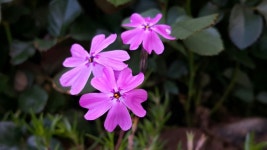 flowers에 있는 Chanho Pak님의 핀 | 현대 아파트