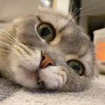 #뱀파이어 #집사맞팔 #개냥이 #숏다리 #고양이 #냥이스타그램  #미묘 #애묘 #스코티쉬폴드#먼치킨 #캣스타그램 #집사의하루 #육묘... 