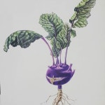 #kohlrabi #botanical #botanicalart #colorpencil #drawing #보타니컬아트 #보타니컬 #색연필화 #드로잉 #콜라비 | 연필화, 색, 콜라