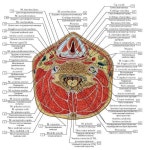 http://vmede.org/sait/content/Anatomija_bili4_t1/4_files/mb4.jpeg | 해부학 강좌, 인간 해부학, 근육 