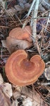 Pin on 버섯ㅡMUSHROOM