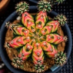 Ähnliches Foto | 식물, 꽃, 원예