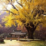 운곡서원, Gyeongju, Korea | 자연 사진