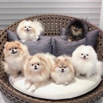All About Cute Pomeranian Puppies Temperament #pomeraniansarecool #pomeranianmania #pomeranianpuppy | 귀여운 아기 동물, 아기 동물... 