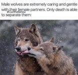 Pin by 목실 박 on Your Pinterest Likes | Animal memes, Funny animals, Cute funny animals